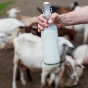 Mastitis Medicine for Cows