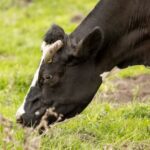 Top Tips to Prevent Mastitis in Cows