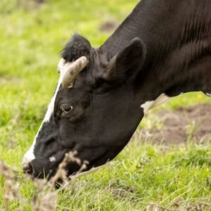 Top Tips to Prevent Mastitis in Cows
