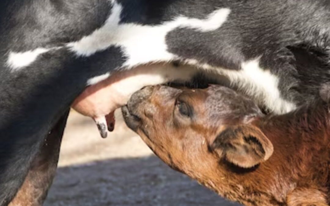Understanding Mastitis: Causes, Symptoms, and Treatment Options