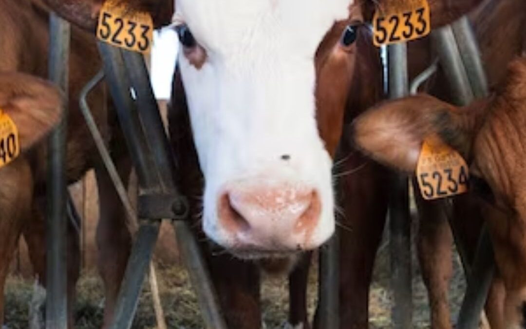 Anthelmintics Medicines for Cattle