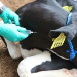 NSAIDS For Cattle