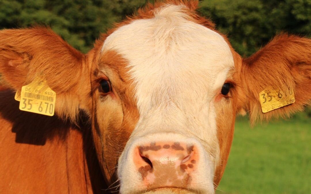गायों के लिए कैल्शियम सप्लीमेंट