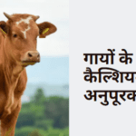 गायों के लिए कैल्शियम अनुपूरक 