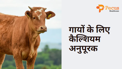 गायों के लिए कैल्शियम अनुपूरक 