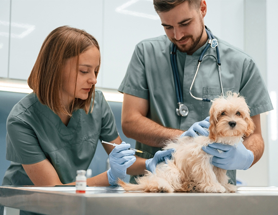 Top 10 Veterinary Distributors in Delhi