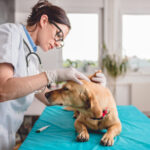 Top Veterinary Distributors in Mysuru