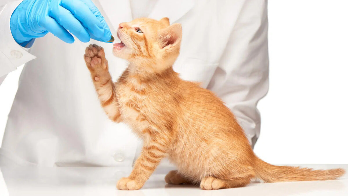 Top 10 Veterinary Distributors In Pune