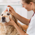 Top Veterinary Distributors in Vishakhapatnam