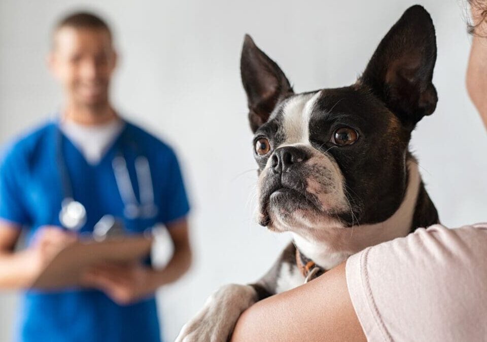 Top Veterinary Distributors in Kannur