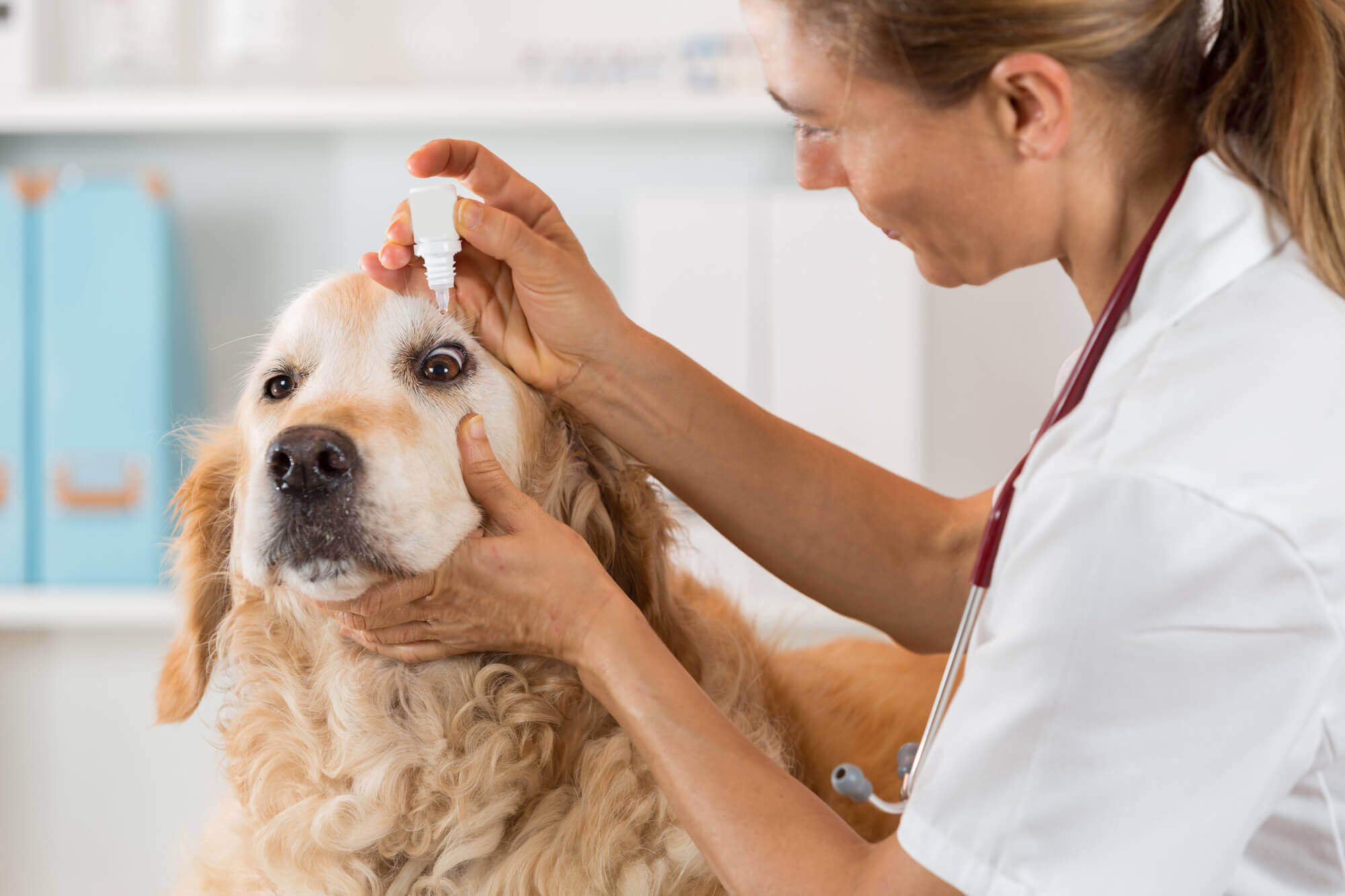 Top Veterinary Distributors in Kollam