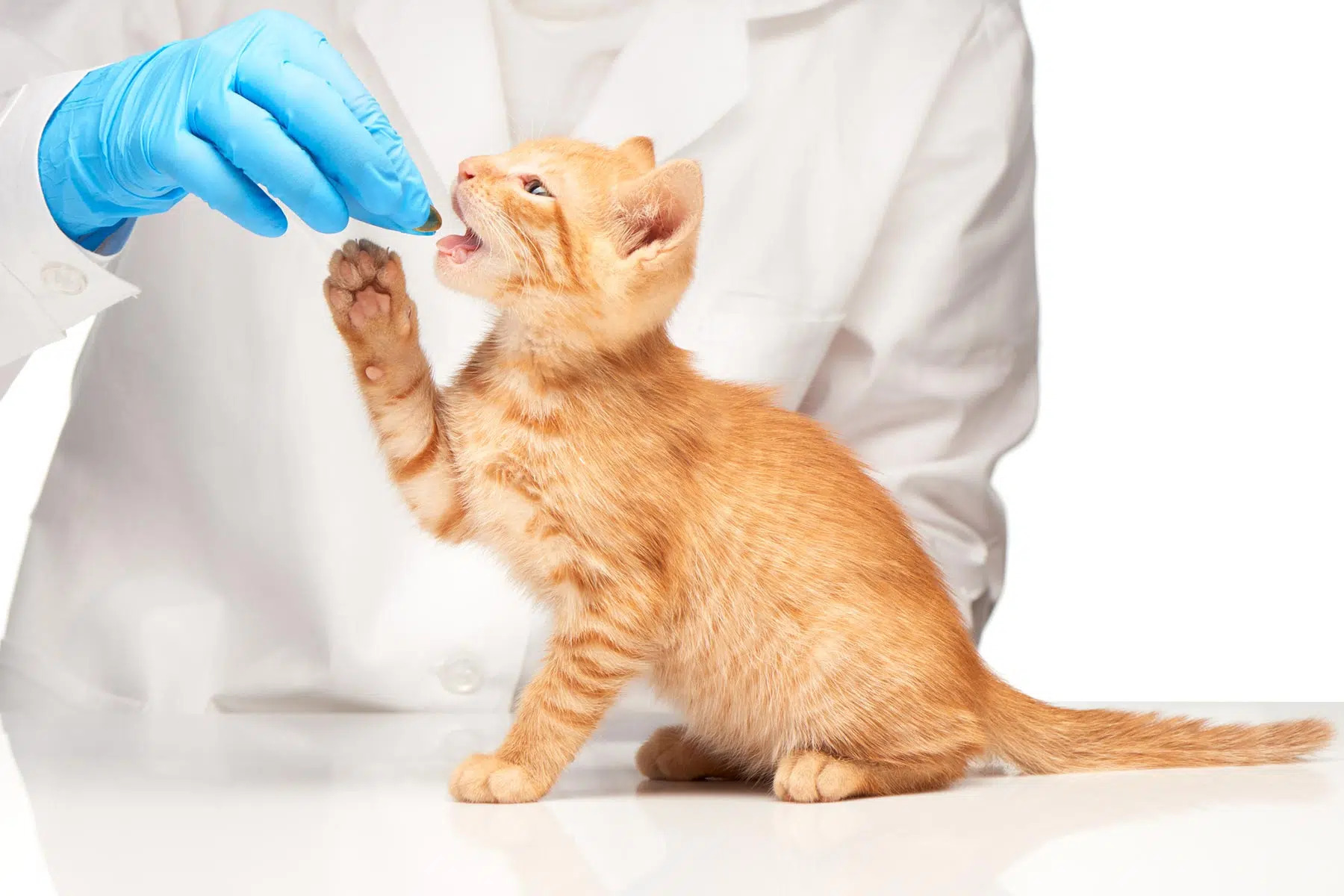 Top Veterinary Distributors in Vellore