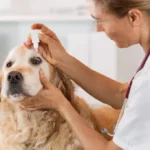 Top Veterinary Distributors in Vijayawada