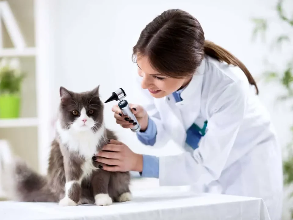 Top 10 Veterinary Companies in Assam