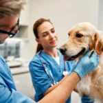 Top 10 Veterinary Companies in Madhya Pradesh