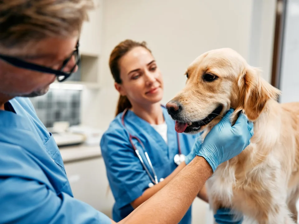 Top 10 Veterinary Companies in Madhya Pradesh