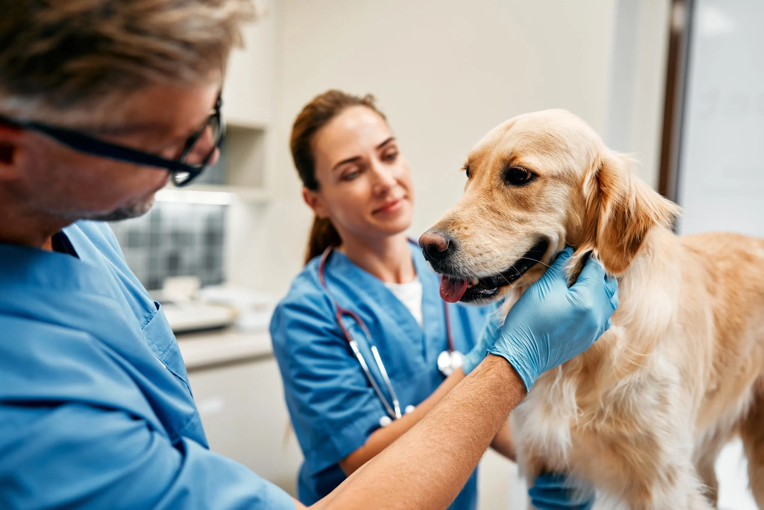 Top 10 Veterinary Companies in Madhya Pradesh