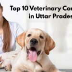 Top 10 Veterinary Companies in Uttar Pradesh (1)
