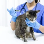 Top 10 Veterinary Distributors in Gujarat
