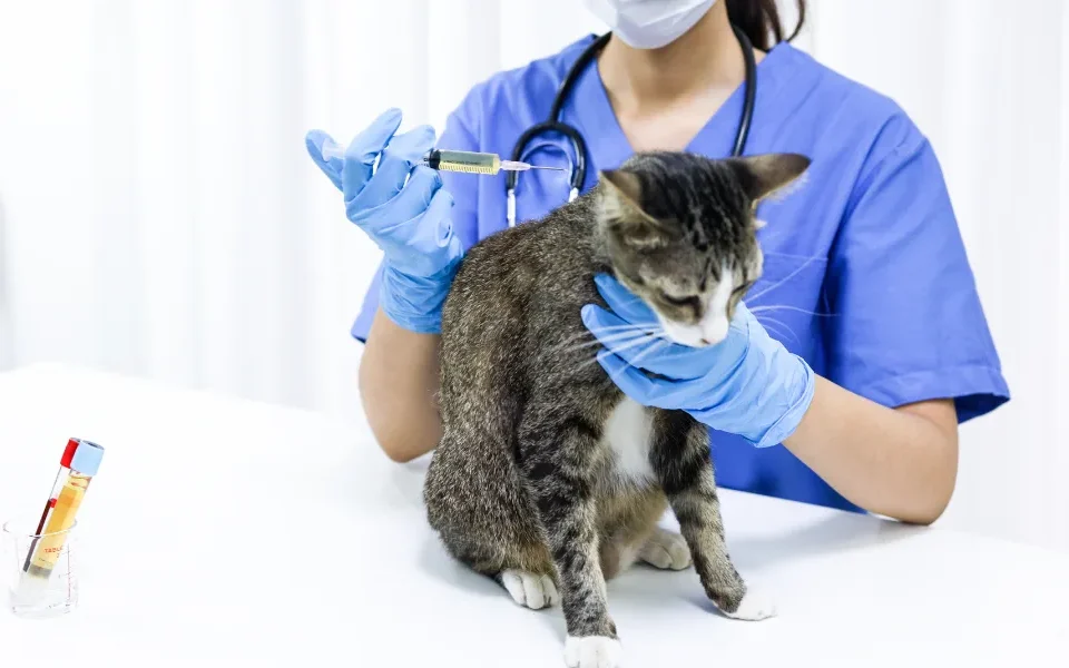 Top 10 Veterinary Distributors in Gujarat