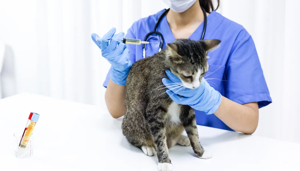 Top 10 Veterinary Distributors in Gujarat