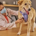 Top 10 Veterinary Distributors in Jharkhand