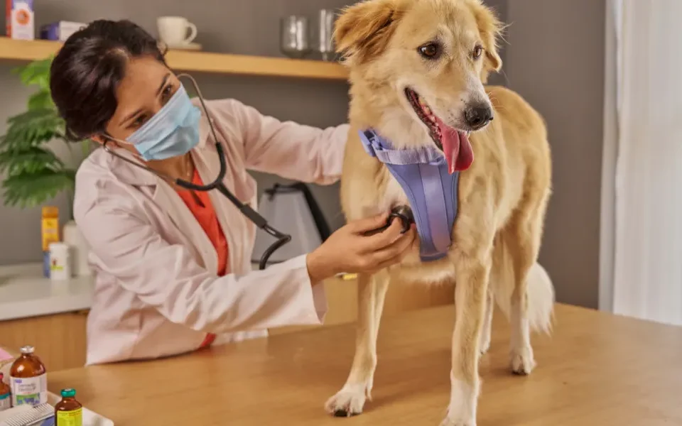 Top 10 Veterinary Distributors in Jharkhand