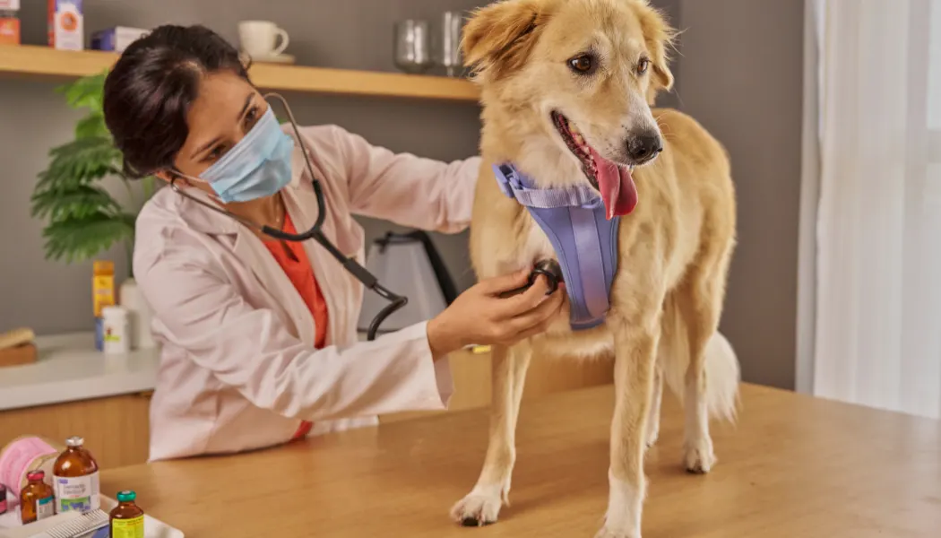 Top 10 Veterinary Distributors in Jharkhand