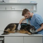 Top 10 Veterinary Distributors in Punjab