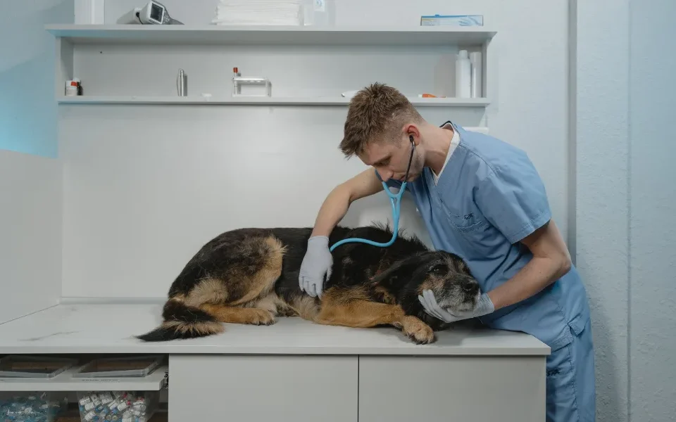 Top 10 Veterinary Distributors in Punjab