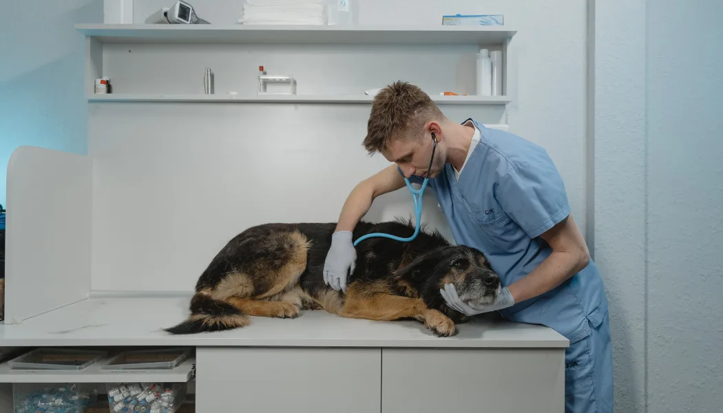 Top 10 Veterinary Distributors in Punjab