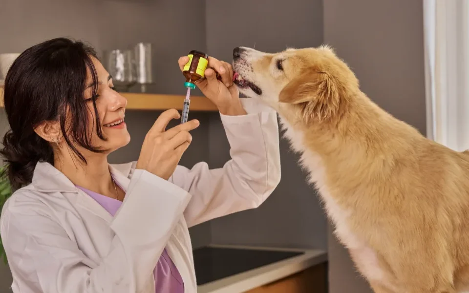 Top 10 Veterinary Distributors in Rajasthan